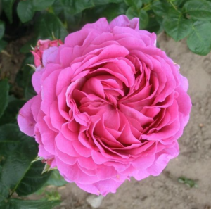 MOTTISFONT (hybrid tea)